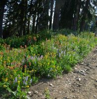 Wildflowers